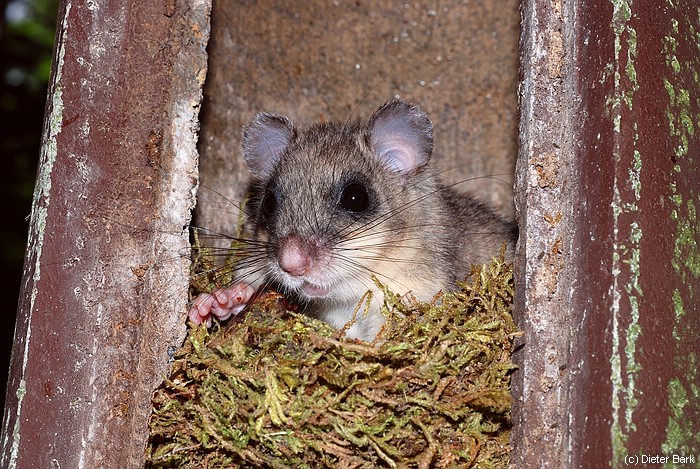 36  Maennchen haben eigene Verstecke und sind nicht an der Jungenaufzucht beteiligt
